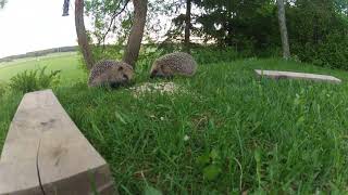 Leaked Footage Of The Live Action Sonic The Hedgehog Movie