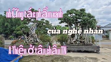 Những tác phẩm xanh của nghệ nhân thiện ở tân châu tây ninh || châu ngọc vlog & bonsai 