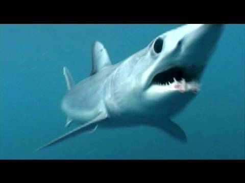 वीडियो: कैलिफ़ोर्निया शार्क फिन थ्रेट पर स्टू में चीनी