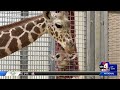 Bye, Bye Nguvu: Hogle Zoo’s baby giraffe embarks on new journey to Detroit Zoo