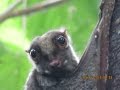 Hindhede NP/BTNR   Nov 2016  Colugo Action