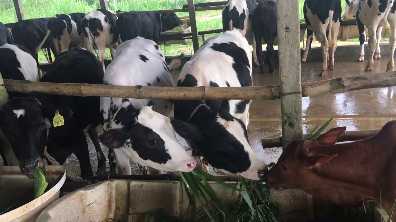 Nahar Dairy Farm, Bangladesh YouTube