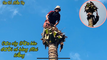 Vua Khỉ Miền Tây leo cưa Cây Dừa nghiêng có hàng mai kiểng bên dưới tại Mỹ Lợi Cái Bè Tiền Giang
