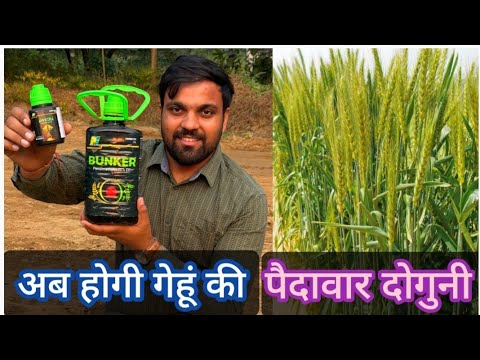 क्या आप भी चाहते हैं गेहूं के पैदावार दोगुनी करनी #awkira #bunker #wheat #गेहूं #बालुरी