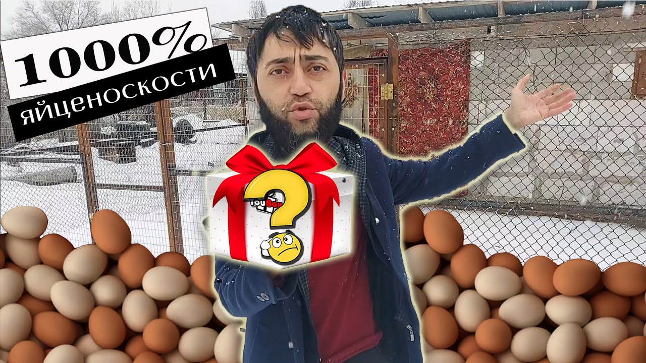 Завалили яйцами Зимой. Расскажу, чем Зимой Курей кормлю - YouTube