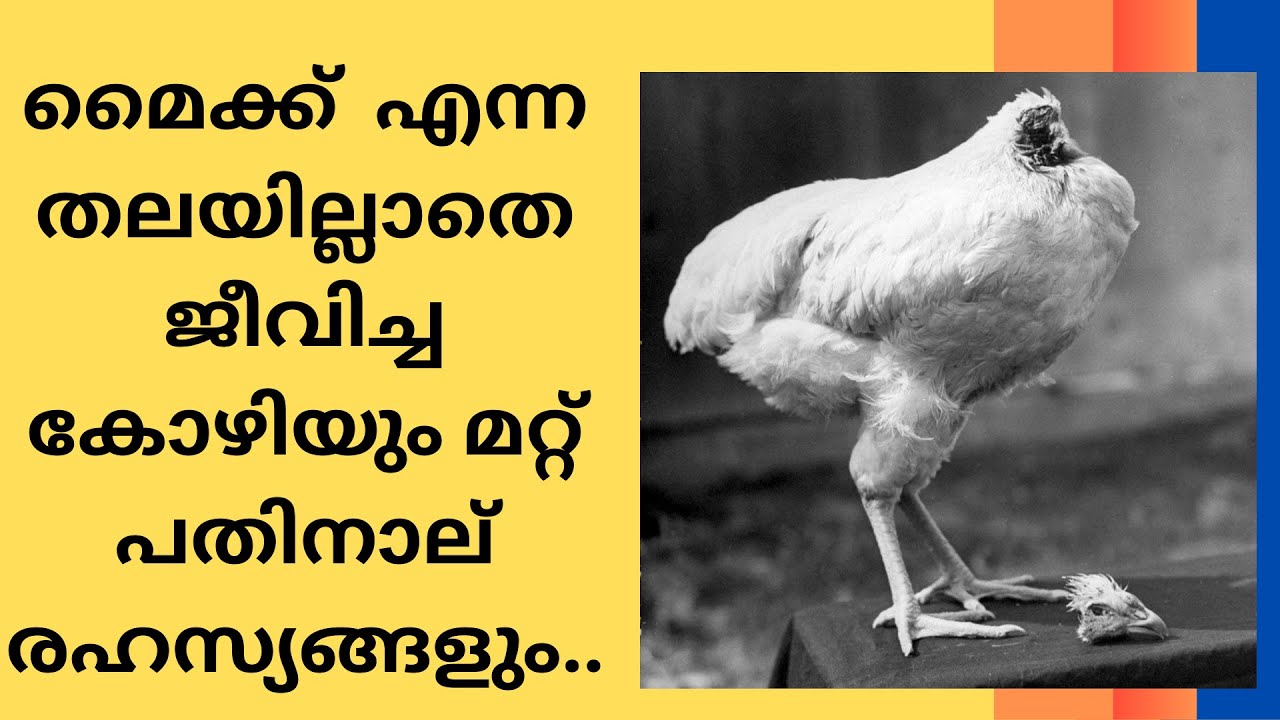 മൈക്ക് എന്ന തലയില്ലാതെ ജീവിച്ച കോഴിയും രഹസ്യങ്ങളും Mike, headless