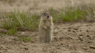 Washington Ground Squirrel Survey & Genetic Analysis (2026 | Year 2)