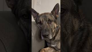 When Your Puppy Won't Let Dad Sleep #GermanShepherd #DogLife #Funny