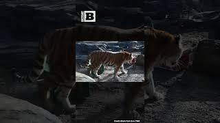 The Tiger Pick: Misha the Tiger Predicts Winner of Sunday's Super Bowl