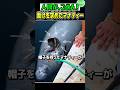 帽子に縛られたマナティー