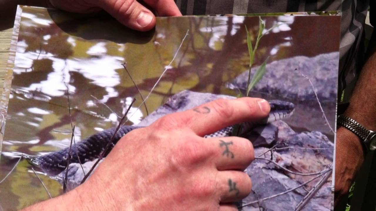 Rat Snake vs. Water Moccasin/Cottonmouth KTBS Channel 3 YouTube