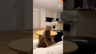 Why Is The Cat Interested In My Sock? Kesi Çorabıma Taktı Funny Cat Animals Cartoon