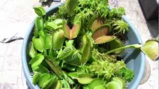 venus fly trap frog eats ty