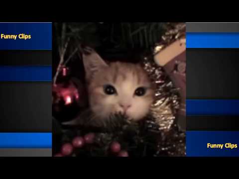 🐱🎄-funny-video-kittens-vs-cats-play-on-the-christmas-tree-🎄🐱-funniest-cat-videos-🐱