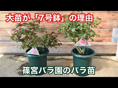 篠宮バラ園の大苗はなぜ7号鉢に入っているの？ - YouTube