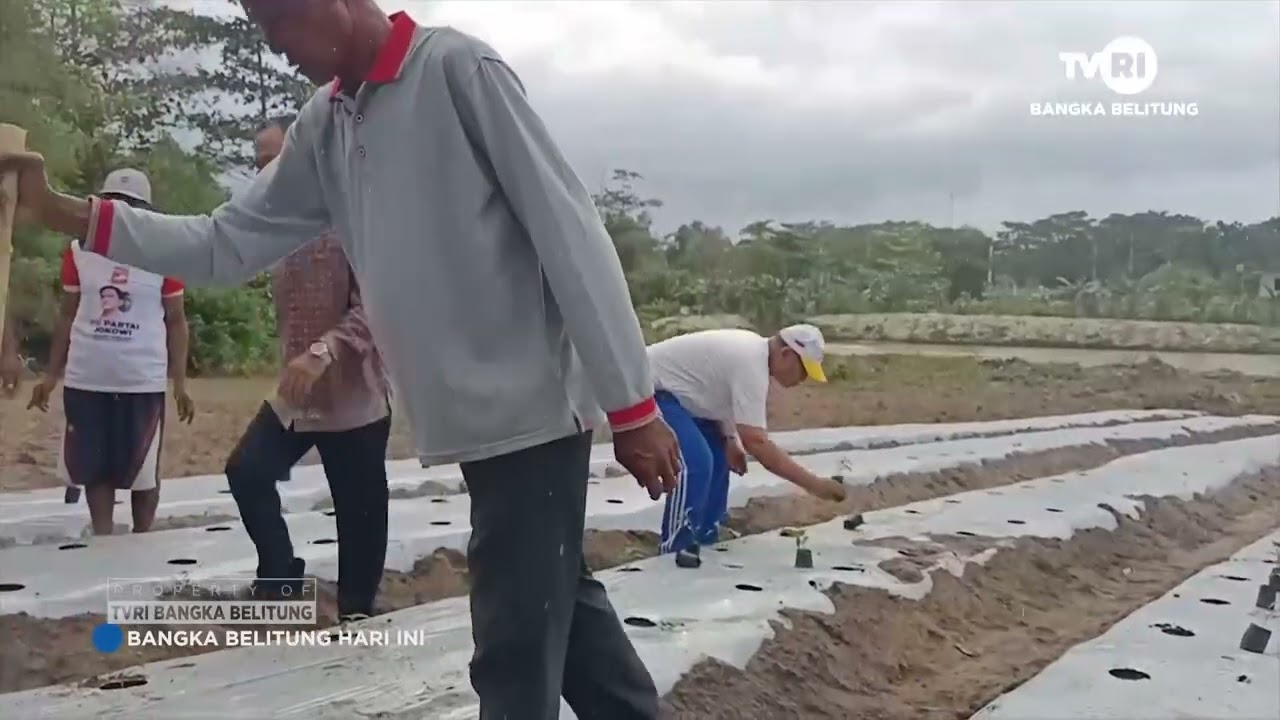 TANAM 50 000 CABE UNTUK TEKAN INFLASI DIBABEL