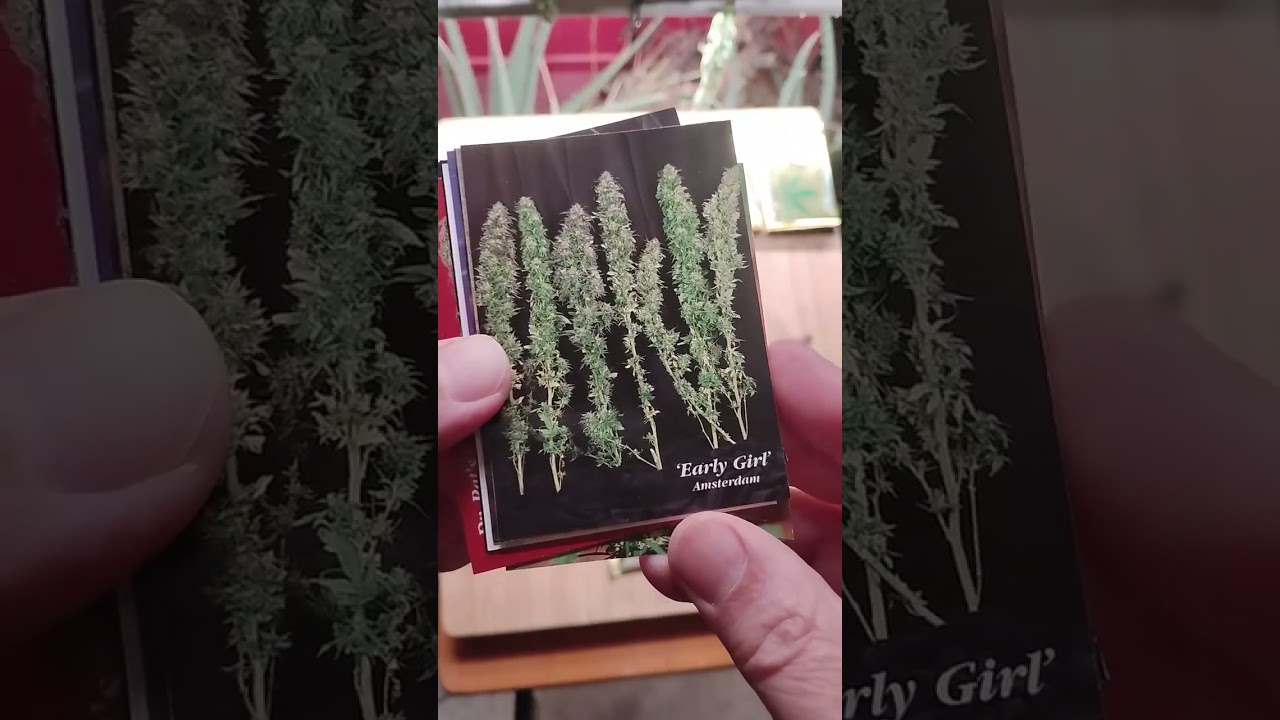 Opening 5 Packs Of InLine Hemp Cards 📦 Series II 