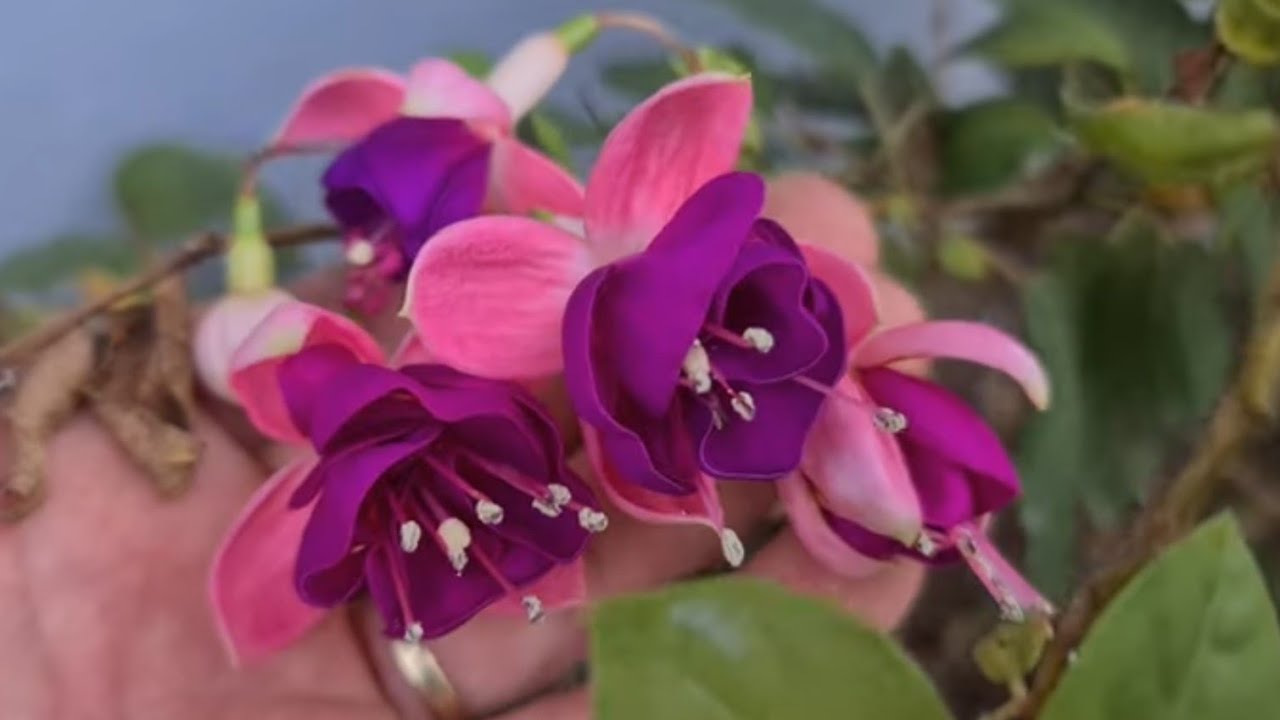 Köyümüzde Ayşe Abla'nın Çiçekleri