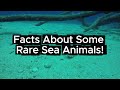 Facts about Rare Sea Animals!