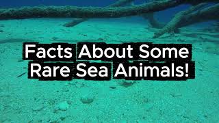 Facts about Rare Sea Animals!