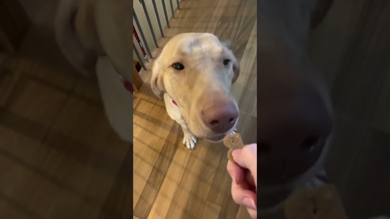 An update on sweet Labrador Daisy | BC SPCA