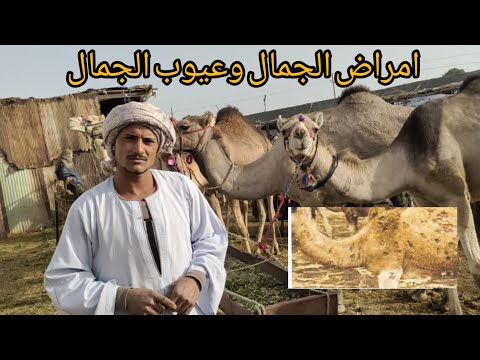 اخطر الامراض المنتشره في الجمال وكيفيه تربيه الجمال وانيتها مع ابو عبد الله الجمال المستورده