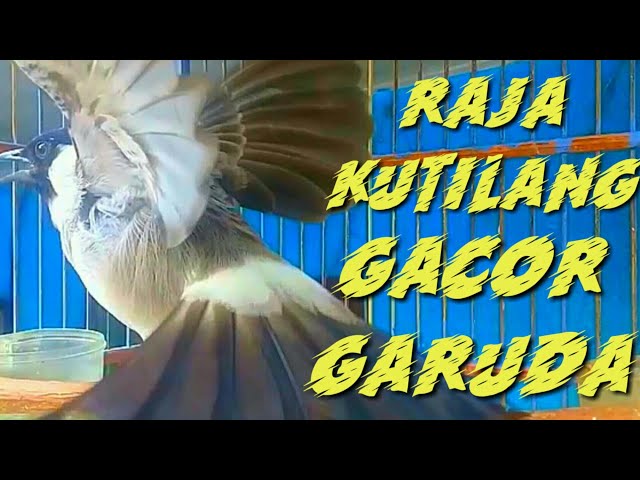 SUARA RAJA BURUNG KUTILANG GACOR GARUDA || 100% AMPUH BUAT MASTERAN KUTILANG class=