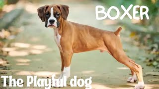 Boxer: The Playful Dog