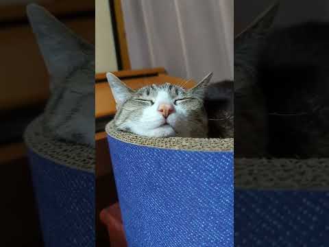 アゴのせキジ猫 - cats sleeping so well