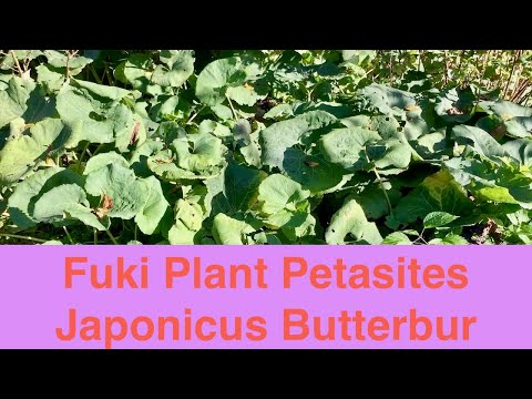 Video: Mikä on japanilainen Butterbur - Petasites Japonicus -hoito ja tiedot
