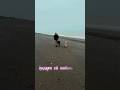 Собака-лучший друг человека ❤️  #собакадругчеловека  #верныедрузья #shots