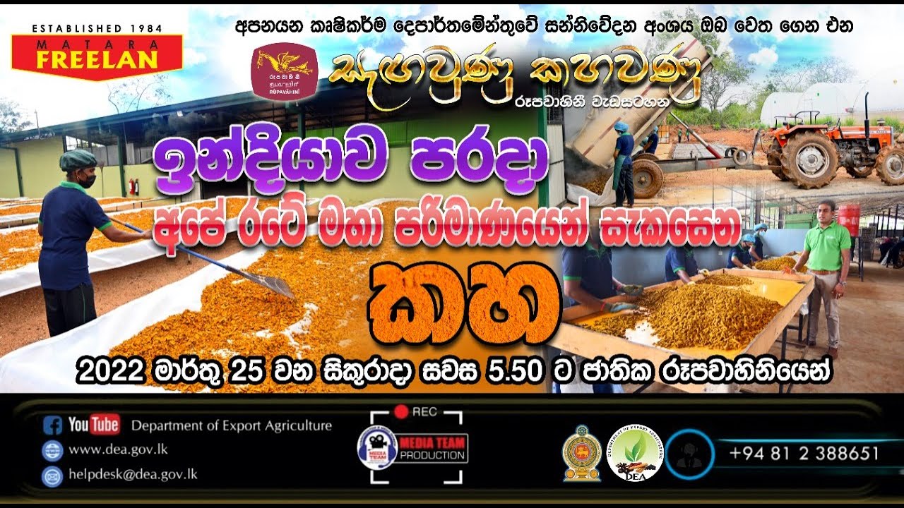 මහ පරිමාණයෙන් ගුණාත්මකව සැකසෙන දේශීය කහ
