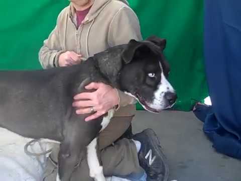 pitbull and husky mix