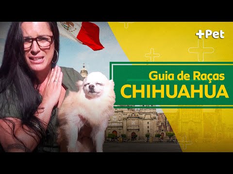 GUIA DE RAÇAS DE CHIHUAHUA! | CANAL MAIS PET