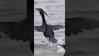Cormorant tries to get away with a huge fish 🐟 Copyrighted 🎥 on Canon R1 + RF 100-500 #wildlife