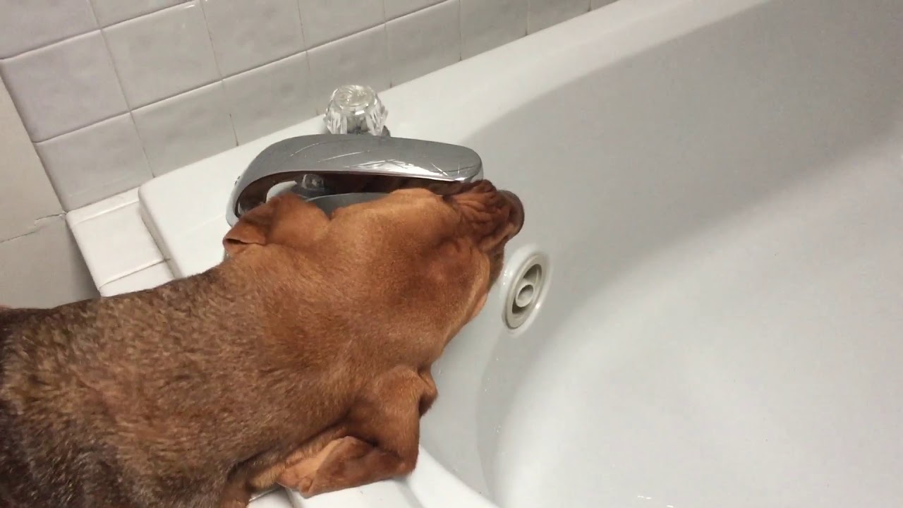 best-water-dish-for-slobbery-dog-youtube