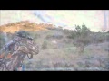 NSW fallow deer