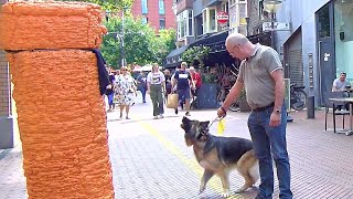 Angry Dog VS Angry Carrot !! Angry Carrot Prank !!