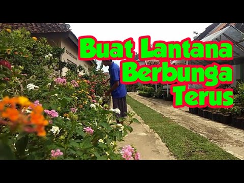 Video: Pemangkasan Lantana: Bagaimana Dan Bila Untuk Memangkas Semak Lantana