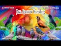 Maya Kosta Breeding, Madami na sila | Update
