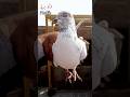 my favorite daku breed #Shorts#Viral#Trending#ViralShorts#TrendingNow#youtubeshorts#kaboota‎‎