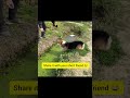 #shorts #shortvideo #dog #dogs #funny #happy #animals #cute #love