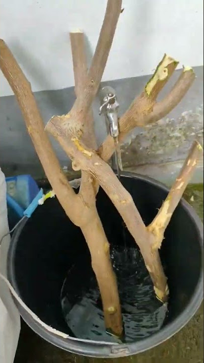 Nemu #bougenville bekas pangkasan, ternyata ada yg batangnya besar. Rendam dulu pake air bawang