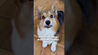 Hungry Corgi can’t resist the urge to scavenge for food 🐽 #corgi #dogs #shorts