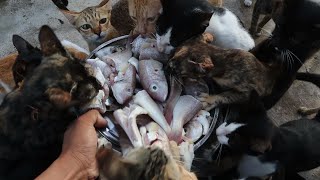 Feeding Raw Fish - Hungry Cats Eating fish - kitten Eating raw fish