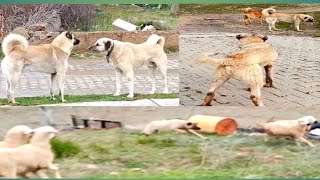 Kılıça Veda......