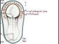 Development of heart tube from cardiogenic area