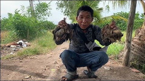 HÔM NAY TRỜI ĐẸP ĐI BẪY CÚT THẬT TUYỆT VỜI