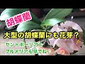 【胡蝶蘭】胡蝶蘭の花芽の成長と大型の胡蝶蘭の最近の変化、セントポーリアとプルメリアの現在