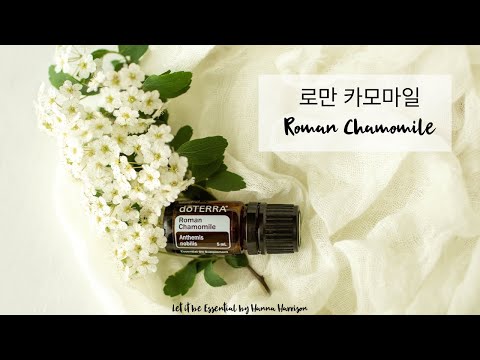 [로만 캐모마일] 진정, 휴식의 대표 오일, 로만 카모마일(Roman Chamomile)